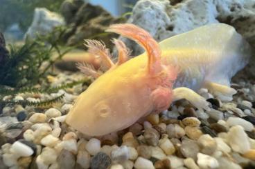 newts and salamanders kaufen und verkaufen Photo: Axolotl Nachzuchten zur Abgabe