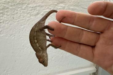 Chamäleons kaufen und verkaufen Foto: Pantherchamaeleon furcifer pardalis Ambilobe Weibchen Chamäleons kaufen und verkaufen Foto: Pantherchamaeleon furcifer pardalis Ambilobe Weibchen