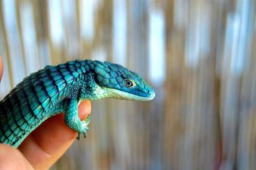 andere Echsen kaufen und verkaufen Photo: abronia graminea blue eyes CB 03/2025 andere Echsen kaufen und verkaufen Photo: abronia graminea blue eyes CB 03/2025
