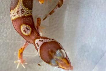 Geckos kaufen und verkaufen Photo: Leopard gecko - Bell combos for sale
