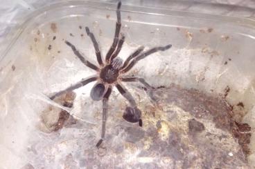 Spinnen und Skorpione kaufen und verkaufen Foto: 1.0 Harpactira pulchripes ADULT