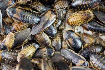 Feeder animals kaufen und verkaufen Photo: Argentinische Waldschabe / Blaptica dubia