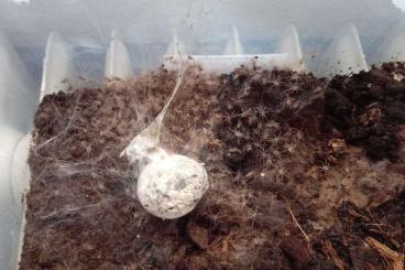 - bird spiders kaufen und verkaufen Photo: Lasiodora parahybana 1FH 0.0.xxx