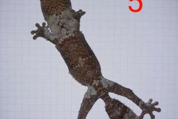 Geckos kaufen und verkaufen Photo: Uroplatus henkeli for Prague show - Ziva Exotika 18.5.2024