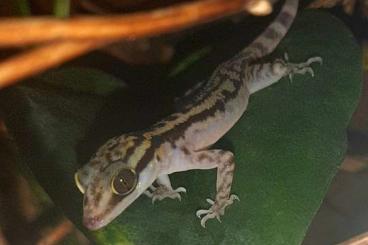 Geckos kaufen und verkaufen Foto: 0,1 Cyrtodactylus quadrivirgatus