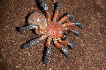 Spiders and Scorpions kaufen und verkaufen Photo: Liphistius desultor for Houten 2.6.2024