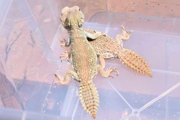 Andere Agamen kaufen und verkaufen Foto: Uromastyx princeps CB 2.2