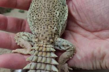 Andere Agamen kaufen und verkaufen Foto: 2.3 Uromastyx princeps CB Andere Agamen kaufen und verkaufen Foto: 2.3 Uromastyx princeps CB