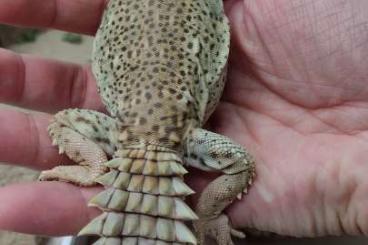 Andere Agamen kaufen und verkaufen Foto: 2.3 Uromastyx princeps CB