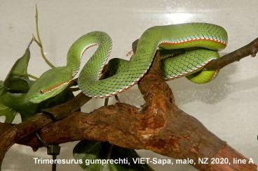 Giftschlangen kaufen und verkaufen Foto: Trimeresurus, Lampropeltis & Botriechis 