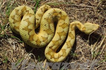 Giftschlangen kaufen und verkaufen Foto: F1 Vipera ammodytes from Ada