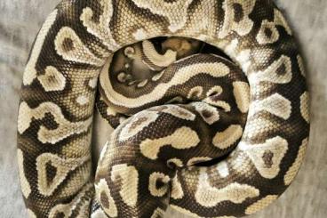 Königspythons kaufen und verkaufen Foto: 0,1 Spotnose Mojave Yellowbelly von 2017 Königspythons kaufen und verkaufen Foto: 0,1 Spotnose Mojave Yellowbelly von 2017