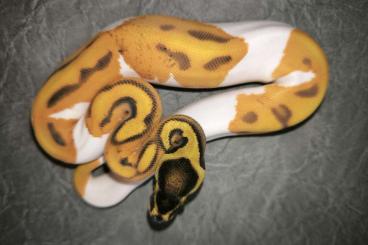 Königspythons kaufen und verkaufen Foto: Piebald Het Albino Weibchen von 2025 Königspythons kaufen und verkaufen Foto: Piebald Het Albino Weibchen von 2025