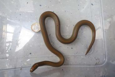 Snakes kaufen und verkaufen Photo: Lampropeltis alterna, Lamprophis aurora Snakes kaufen und verkaufen Photo: Lampropeltis alterna, Lamprophis aurora