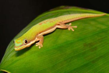 Echsen kaufen und verkaufen Foto: Lamprolepis smaragdina, Phelsuma pasteuri, Ph. lineata bombetokensis Echsen kaufen und verkaufen Foto: Lamprolepis smaragdina, Phelsuma pasteuri, Ph. lineata bombetokensis