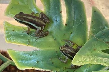 Pfeilgiftfrösche kaufen und verkaufen Foto: Epipedobates tricolor CB22 larvae and frogs!