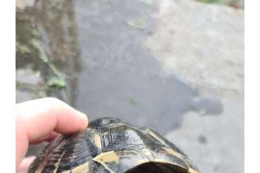 Schildkröten  kaufen und verkaufen Foto: TESTUDO HERMANNI BOETTGERI (BLACK)