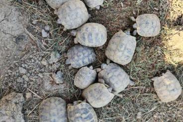 Turtles and Tortoises kaufen und verkaufen Photo:  testudo hermanni boettgeri 6-9 cm 