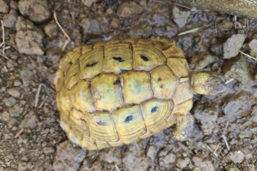 Turtles and Tortoises kaufen und verkaufen Photo:  testudo hermanni boettgeri yellow