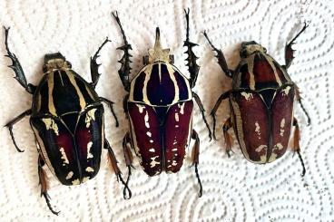 Insects kaufen und verkaufen Photo: Rosenkäfer Mecynorhina MTU MTI
