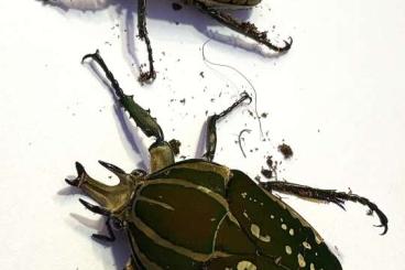 Insects kaufen und verkaufen Photo: MPC Mecynorhina polyphemus confluens Insects kaufen und verkaufen Photo: MPC Mecynorhina polyphemus confluens