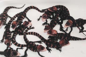 other lizards kaufen und verkaufen Photo: Paleosuchus palpebrosus CB 2022