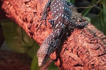 Monitor lizards kaufen und verkaufen Photo: Varanus macraei CB for sale Monitor lizards kaufen und verkaufen Photo: Varanus macraei CB for sale