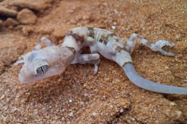 Geckos kaufen und verkaufen Photo: Pachydactylus kochii - Wüstengecko