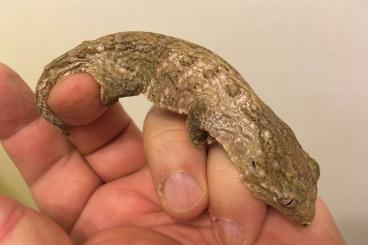Geckos kaufen und verkaufen Photo: Rhacodactylus leachianus - CB 2023