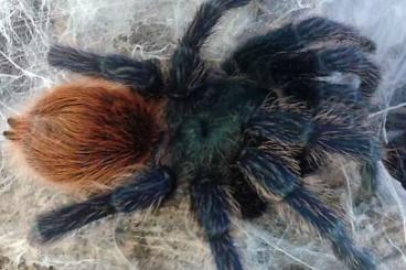 Spiders and Scorpions kaufen und verkaufen Photo: Verschiedene Vogelspinnen für Versand