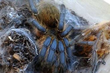 Spiders and Scorpions kaufen und verkaufen Photo: Verschiedene Vogelspinnen für Versand Spiders and Scorpions kaufen und verkaufen Photo: Verschiedene Vogelspinnen für Versand