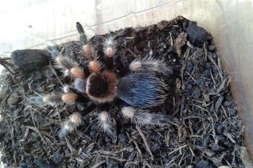 Spiders and Scorpions kaufen und verkaufen Photo: Verschiedene Vogelspinnen , Übergabe Hamm Spiders and Scorpions kaufen und verkaufen Photo: Verschiedene Vogelspinnen , Übergabe Hamm