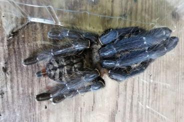 Spinnen und Skorpione kaufen und verkaufen Foto: Verschiedene Vogelspinnen , Übergabe Hamm Spinnen und Skorpione kaufen und verkaufen Foto: Verschiedene Vogelspinnen , Übergabe Hamm