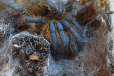 Spinnen und Skorpione kaufen und verkaufen Foto: Verschiedene Vogelspinnen für Versand Spinnen und Skorpione kaufen und verkaufen Foto: Verschiedene Vogelspinnen für Versand