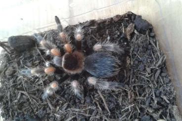 Spinnen und Skorpione kaufen und verkaufen Foto: Unbestimmte Juvenile und Spiderlinge