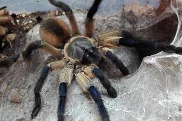 Spinnen und Skorpione kaufen und verkaufen Foto: Verschiedene Vogelspinnen für Versand