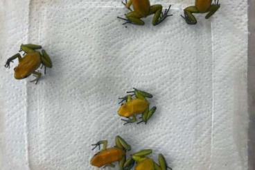 Poison dart frogs kaufen und verkaufen Photo: P.bicolor uraba für MHF oder zur Abhohlung Poison dart frogs kaufen und verkaufen Photo: P.bicolor uraba für MHF oder zur Abhohlung