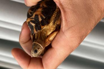 Landschildkröten kaufen und verkaufen Foto: pyxis arachnoides arachnoides - Spinnenschildkröte Landschildkröten kaufen und verkaufen Foto: pyxis arachnoides arachnoides - Spinnenschildkröte