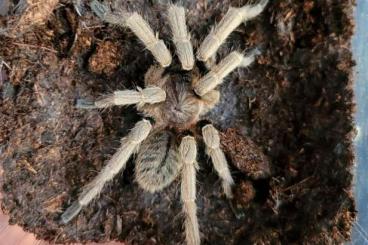 Vogelspinnen kaufen und verkaufen Foto: Ornithoctonus sp. malthai MM