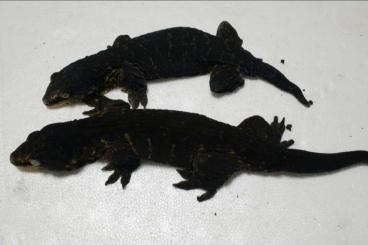 Geckos kaufen und verkaufen Photo: Rhacodactylus Leachianus melanistic 