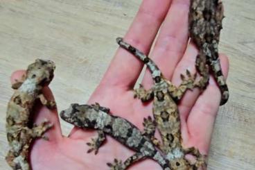 Geckos kaufen und verkaufen Photo: Mniarogekko Chahoua Pine Island & many more 