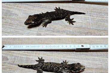 Geckos kaufen und verkaufen Photo: Rhacodactylus Leachianus melanistic Geckos kaufen und verkaufen Photo: Rhacodactylus Leachianus melanistic