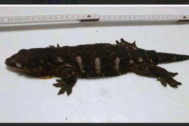 Geckos kaufen und verkaufen Foto: Rhacodactylus Leachianus Mniarogekko Chahoua Pine Island Geckos kaufen und verkaufen Foto: Rhacodactylus Leachianus Mniarogekko Chahoua Pine Island
