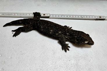 Geckos kaufen und verkaufen Foto: Rhacodactylus Leachianus Mniarogekko Chahoua Pine Island & Jalu Geckos kaufen und verkaufen Foto: Rhacodactylus Leachianus Mniarogekko Chahoua Pine Island & Jalu