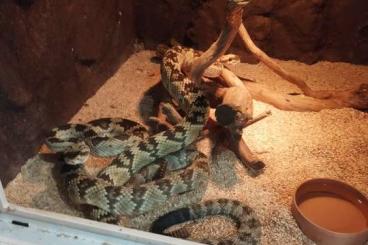 Giftschlangen kaufen und verkaufen Foto: Crotalus molossus molossus, Cerastes cersates Giftschlangen kaufen und verkaufen Foto: Crotalus molossus molossus, Cerastes cersates