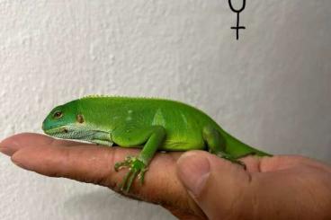 Echsen  kaufen und verkaufen Foto: 1.1 Brachylophus Fasciatus 