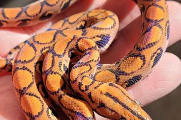 Schlangen kaufen und verkaufen Foto: 100 % het Pied Brazilian Rainbows