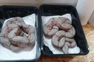 Snakes kaufen und verkaufen Photo: 1.1 Amarali Bolivien B.Miller Nz 2024 Snakes kaufen und verkaufen Photo: 1.1 Amarali Bolivien B.Miller Nz 2024