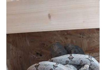Boas kaufen und verkaufen Photo: 1.1 Amarali Bolivien Silverback Boas kaufen und verkaufen Photo: 1.1 Amarali Bolivien Silverback