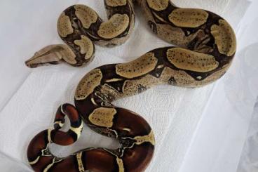 Schlangen kaufen und verkaufen Foto: 1.1 Surinam Hamm Übergabe Schlangen kaufen und verkaufen Foto: 1.1 Surinam Hamm Übergabe